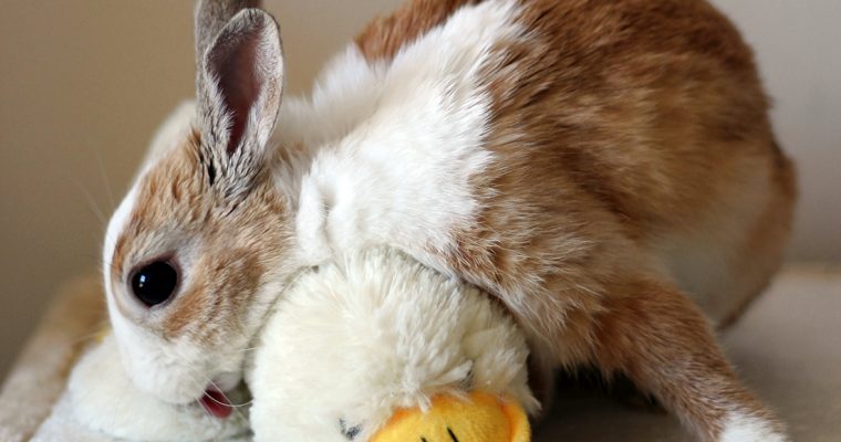 28 Lifesaving Bunny Facts