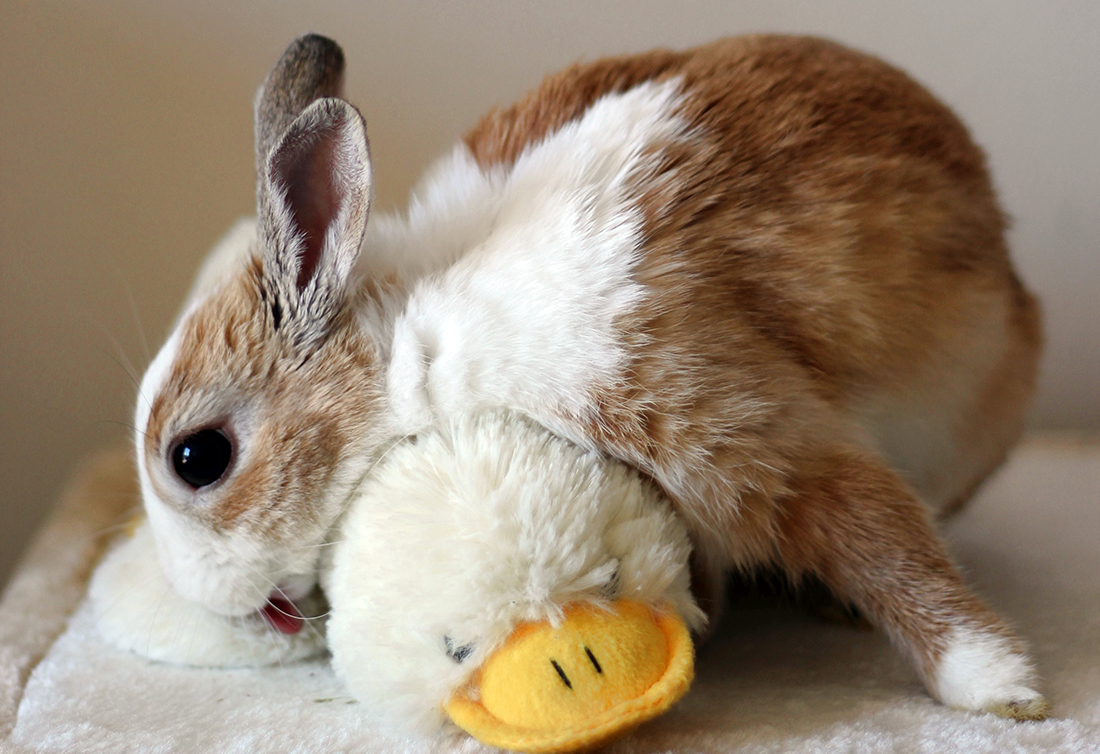 28 Lifesaving Bunny Facts