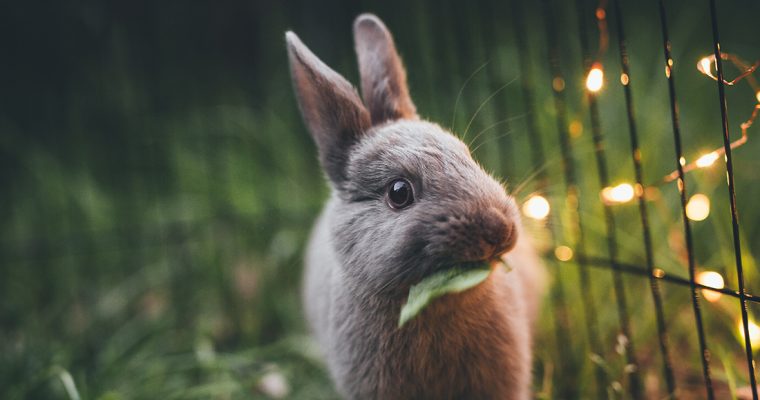 Habitats & Bunny-proofing