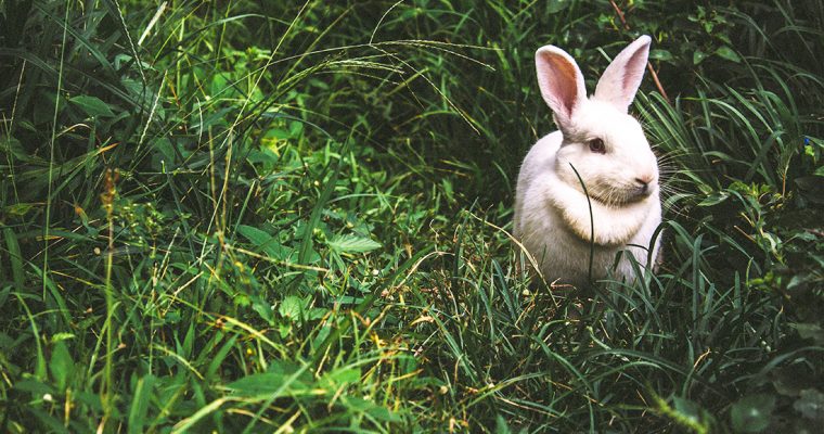 What to do if your bunny goes missing